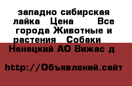 западно сибирская лайка › Цена ­ 0 - Все города Животные и растения » Собаки   . Ненецкий АО,Вижас д.